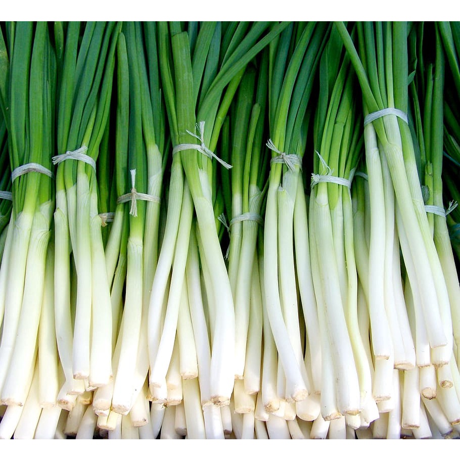 Benih Bibit Biji - Daun Bawang Fragrant (Tahan Segala Cuaca) Scallions Green Onion Seeds - Panen Dalam 120 Hari