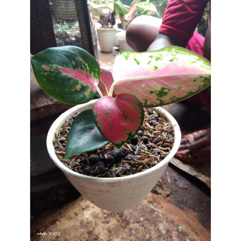 paket hemat aglonema Beby dan remaja