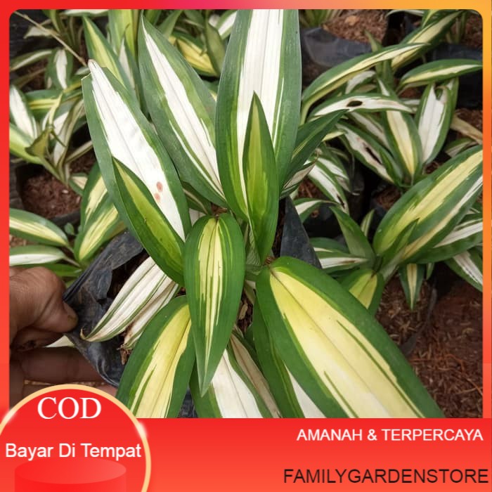 tanaman hias lily Paris hawai daun kuning - lili paris daun kuning Termurah Terlaris