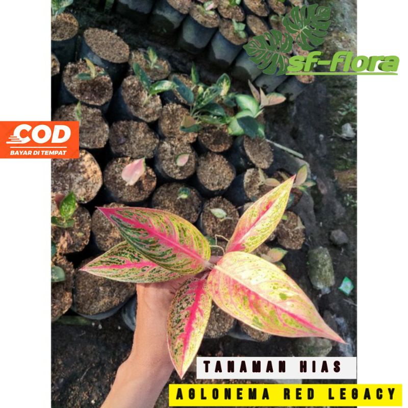 aglonema red legacy tanaman hias aglonema red legacy