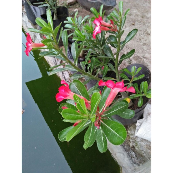 Bibit bunga kamboja