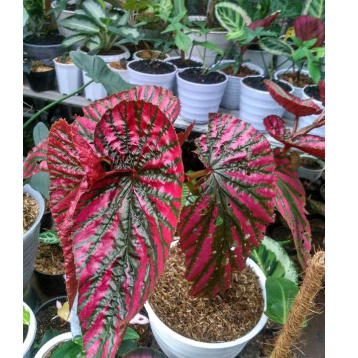 tanaman hias begonia violet