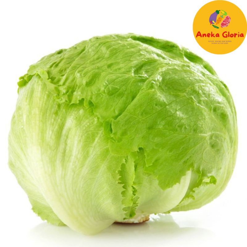

Lettuce Head Segar