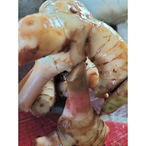 

laos /lengkuas