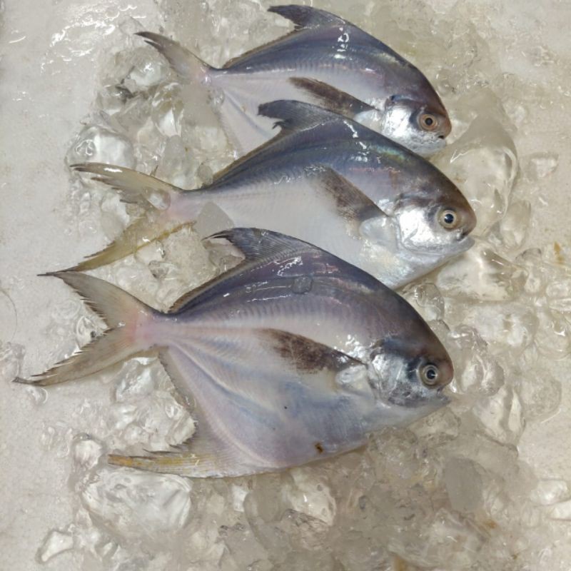 

IKAN BAWAL BANCI FROZEN SIZE ( 300-400) GRAM PER KG ISI 3 EKOR
