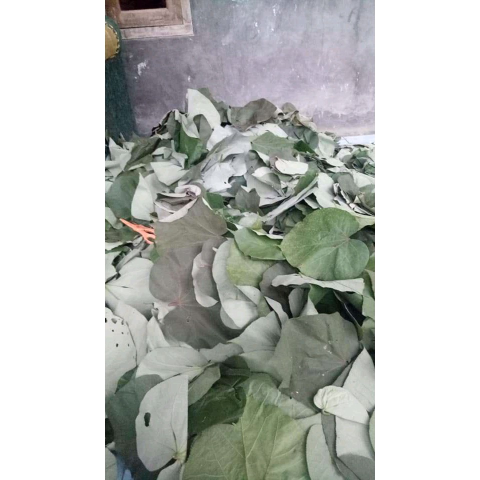 Jual daun waru segar paket 1 kg