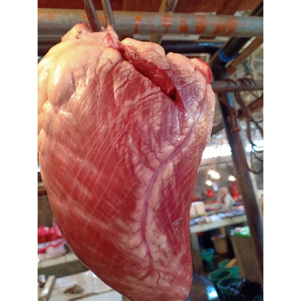 

JANTUNG SAPI SEGAR