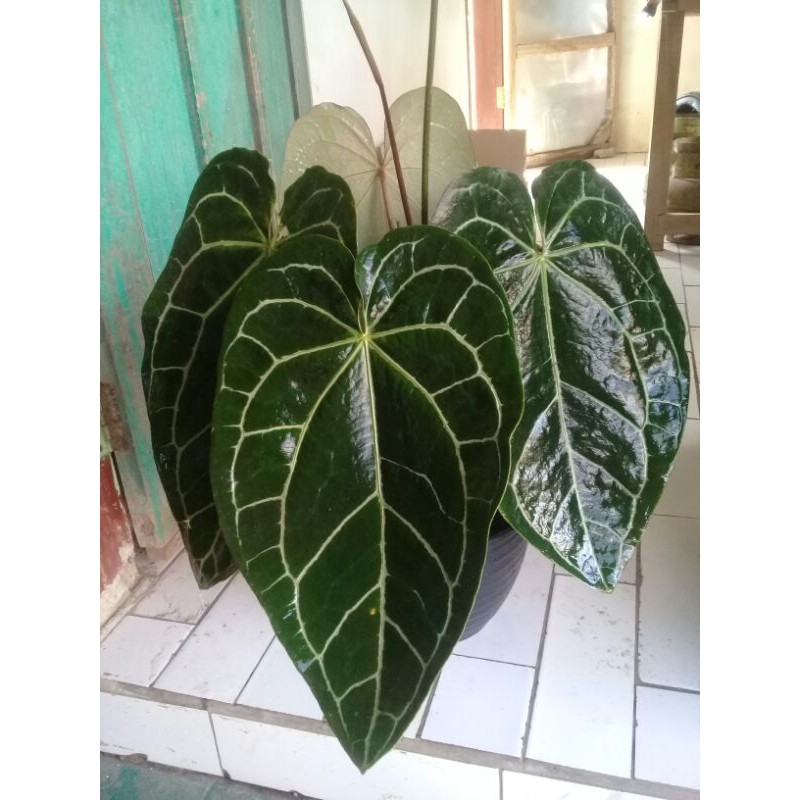 Kuping Gajah CRISTALINUM dark form / anthurium Dark Form