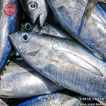 

Ikan Segar Baby Tuna Fresh Frozen Segar Dan BERGARANSI