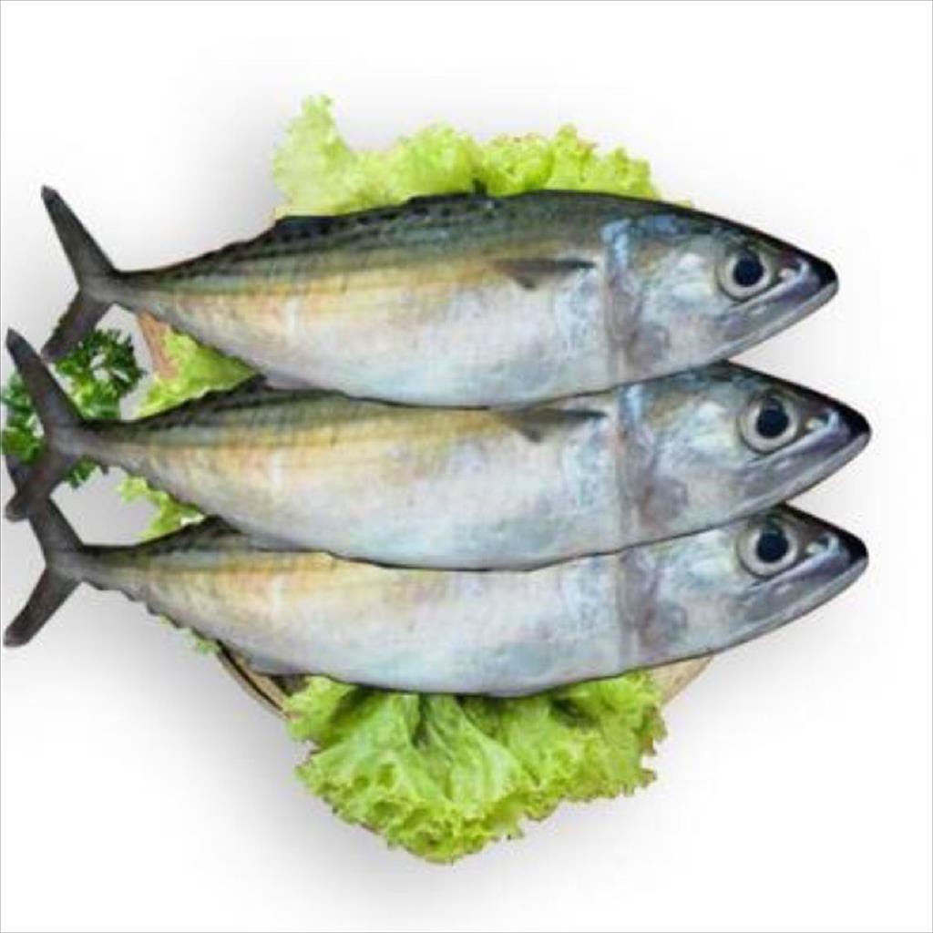 

Ikan Kembung Banjar 1Kg