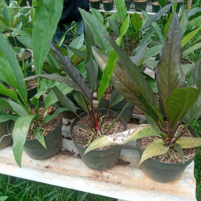 Tanamn hias anthurium keris black real pict plus pot