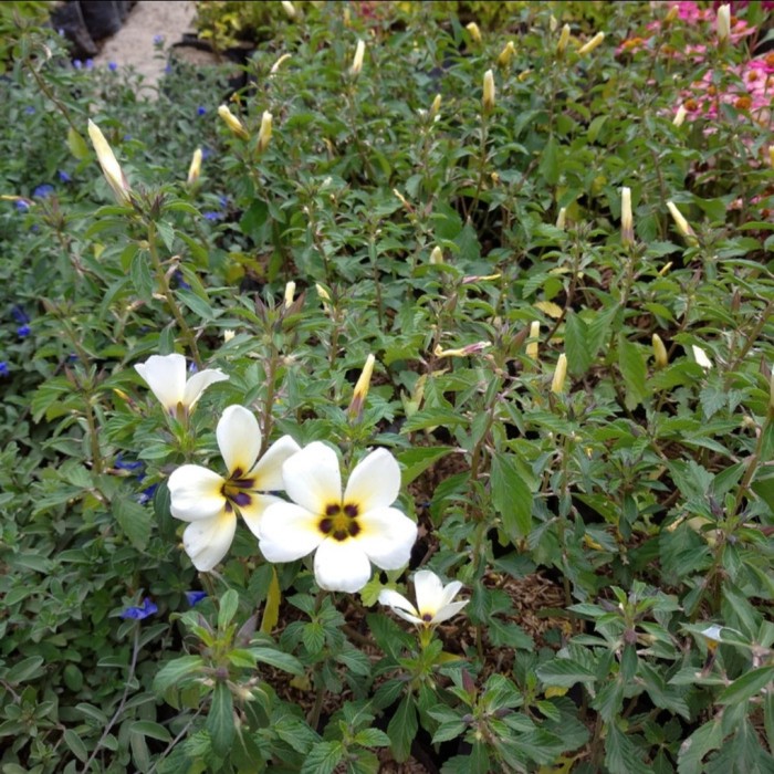 tanaman hias Yolanda/bibit bunga Yolanda