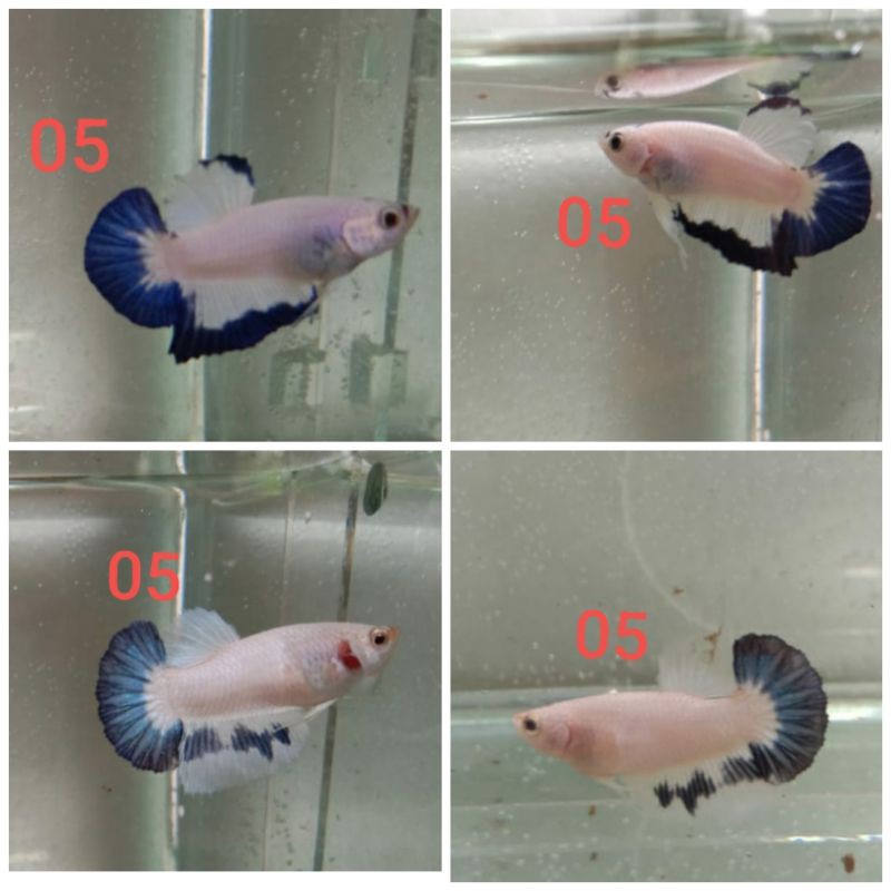 ikan cupang blue rim sepasang