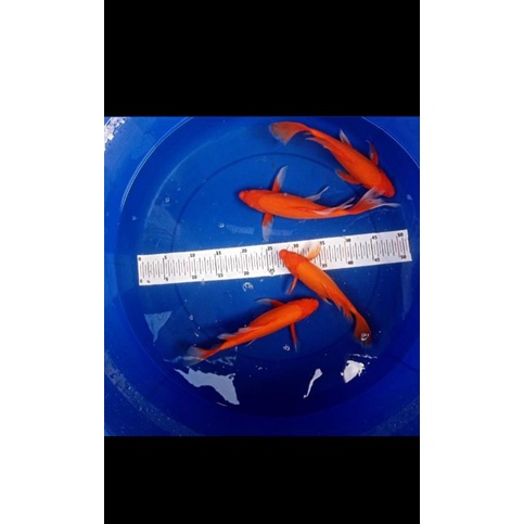 ikan koi aka hajiro size 30cm