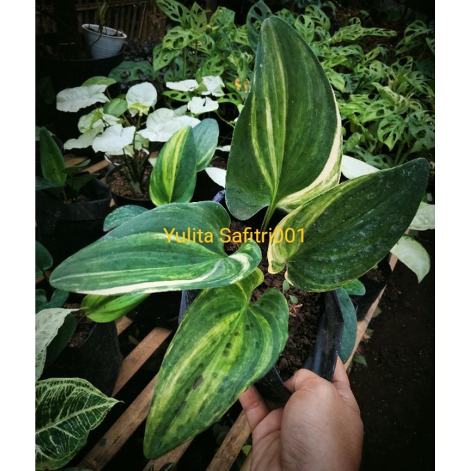 Lidah Katak Varigata