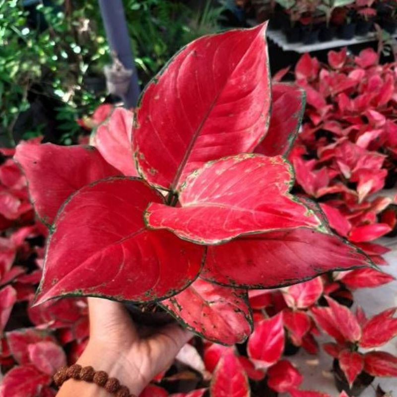 Aglaonema red king /Aglonema red king florist nursery / Aglonema red king (Tanaman hias aglaonema re
