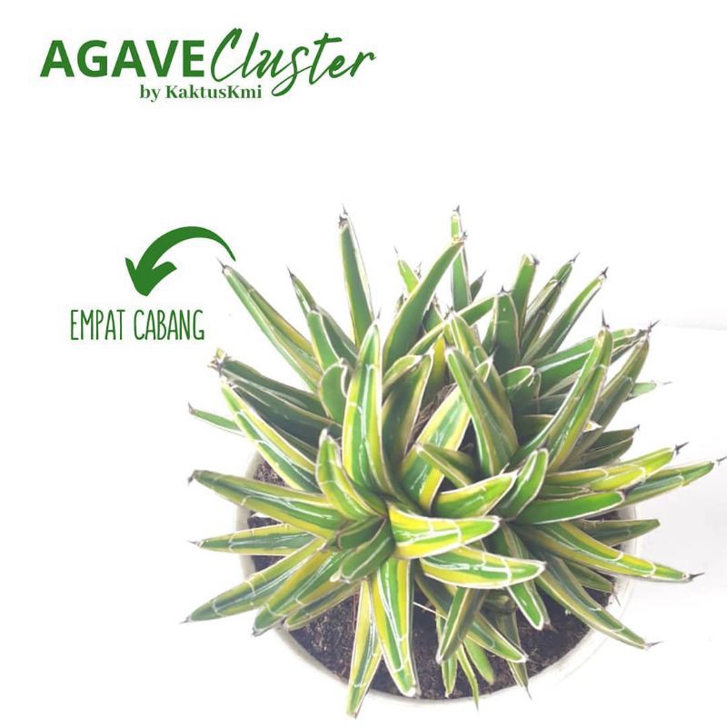 

Agave Cluster