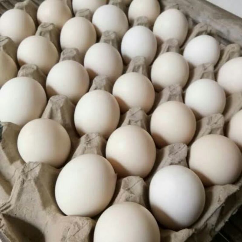 

Telur Ayam Kampung 10 butir