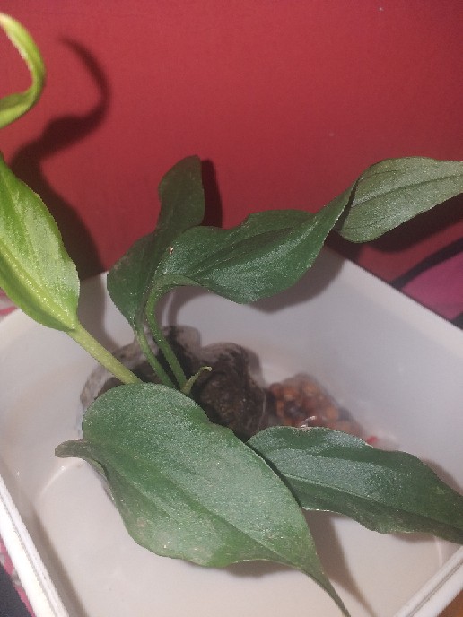 Anthurium / Gelombang Cinta Anakan