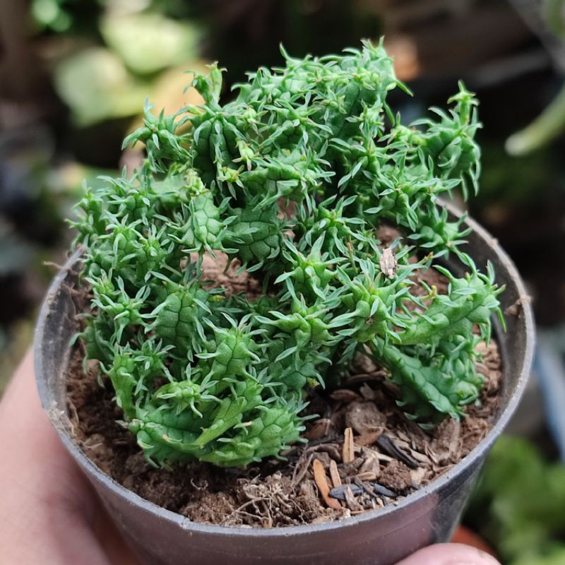 Euphorbia cluster minima