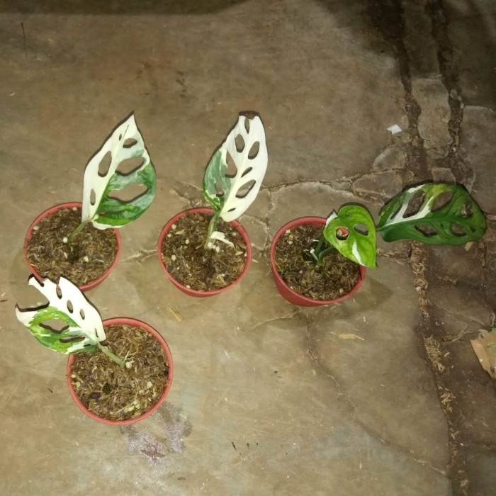 PROMO philodendron monstera adandoni varigata / janbol variegata / janbol jepang