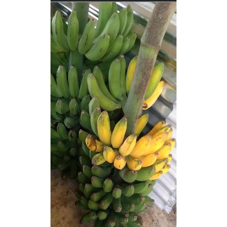 

Buah Pisang Raja Bulu 1 kg