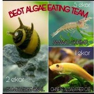 

BEST ALGAEATHER TEAM