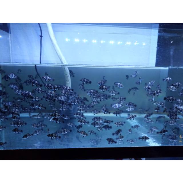 Ikan oscar tiger/batik