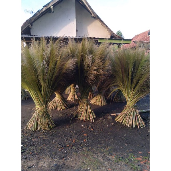 Pampas Bulu Tipis Ukuran XL/Pampas Grass/Pampas Lokal/Dekorasi Rustic