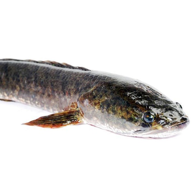 

IKAN GABUS - PASARB KEMIRI