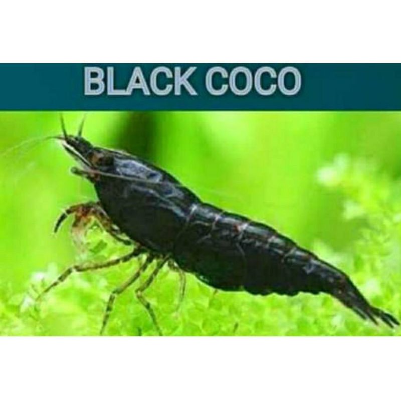 

Udang hias murah black coco