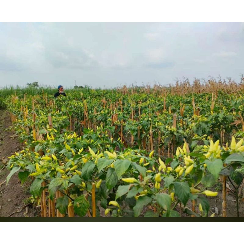 Cabe rawit kelud gandrung 10 gr (SEJENIS ORI 212)