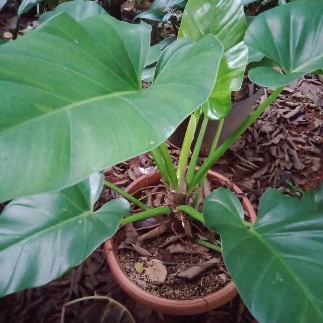 Tanaman hias philo marbel