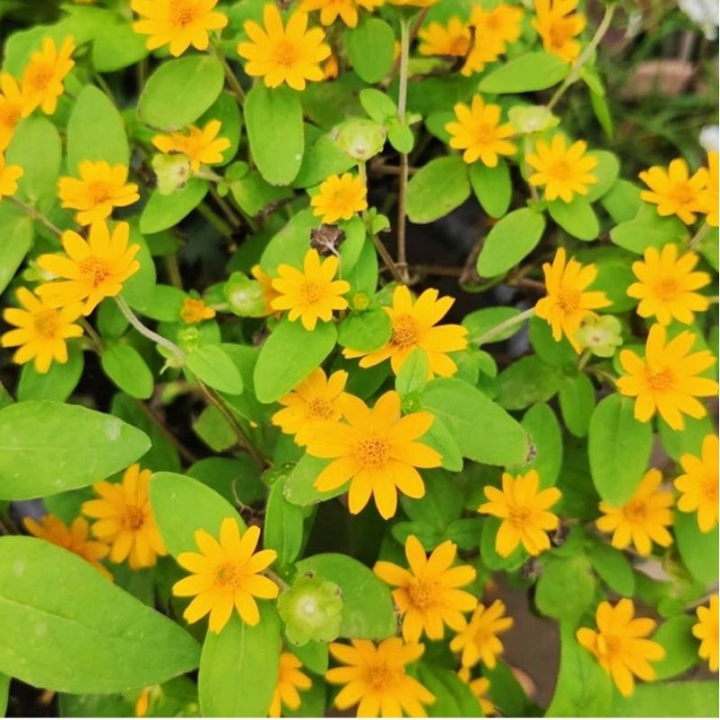 tanaman hias bunga matahari mini/bunga matahari/bibit tanaman matahari mini