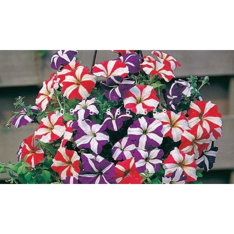 TANAMAN HIAS PETUNIA