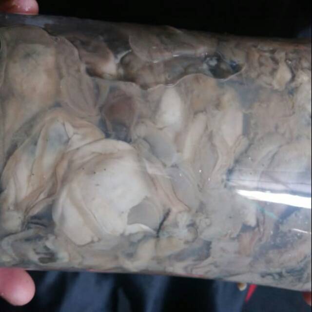 

Isi kerang oyster