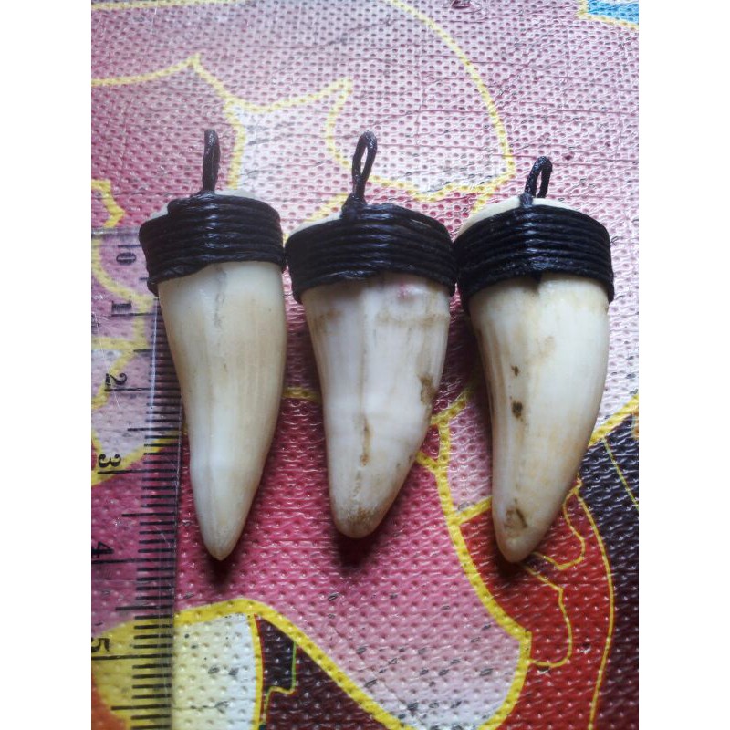 LIONTIN TARING / GIGI BUAYA 100% ORIGINAL