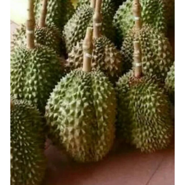 BIBIT POHON DURIAN MONTONG 1 METER KAKI 1