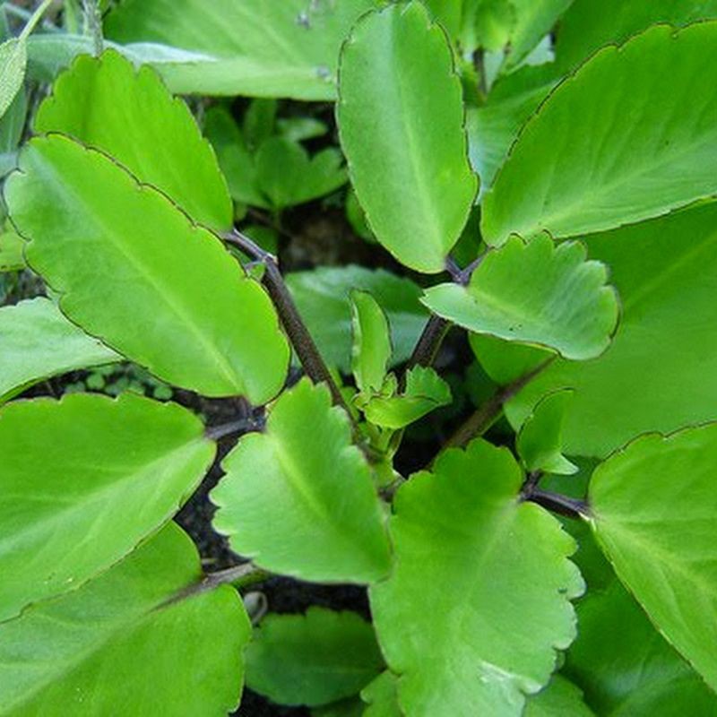 

SOSOR BEBEK (Kalanchoe pinnata (Lamk.) Pers)