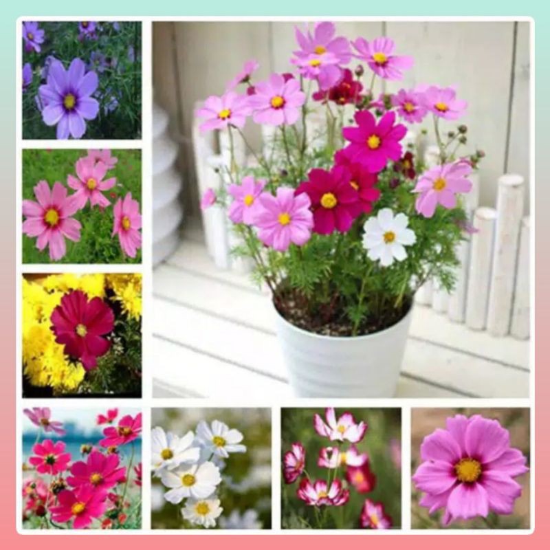 Benih Bunga COSMOS MIX Import