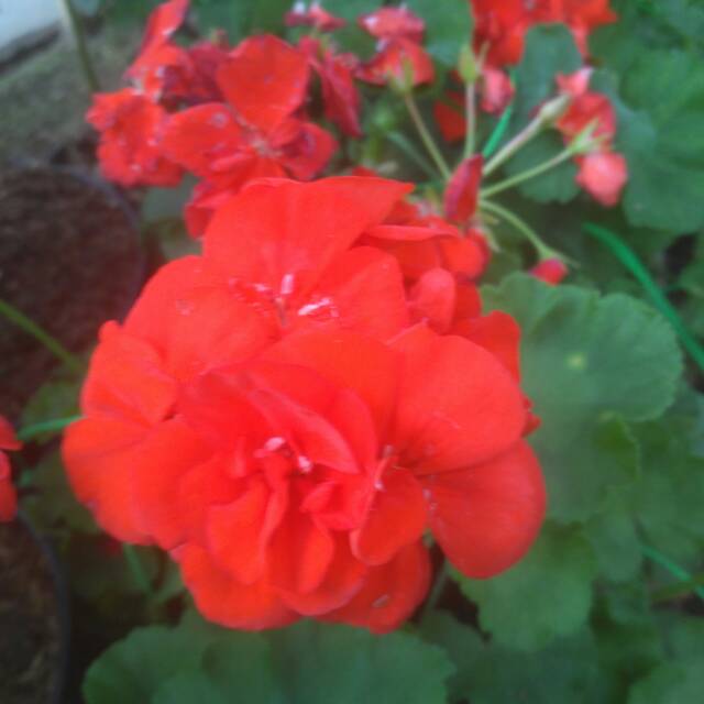 Tanaman hias bunga geranium