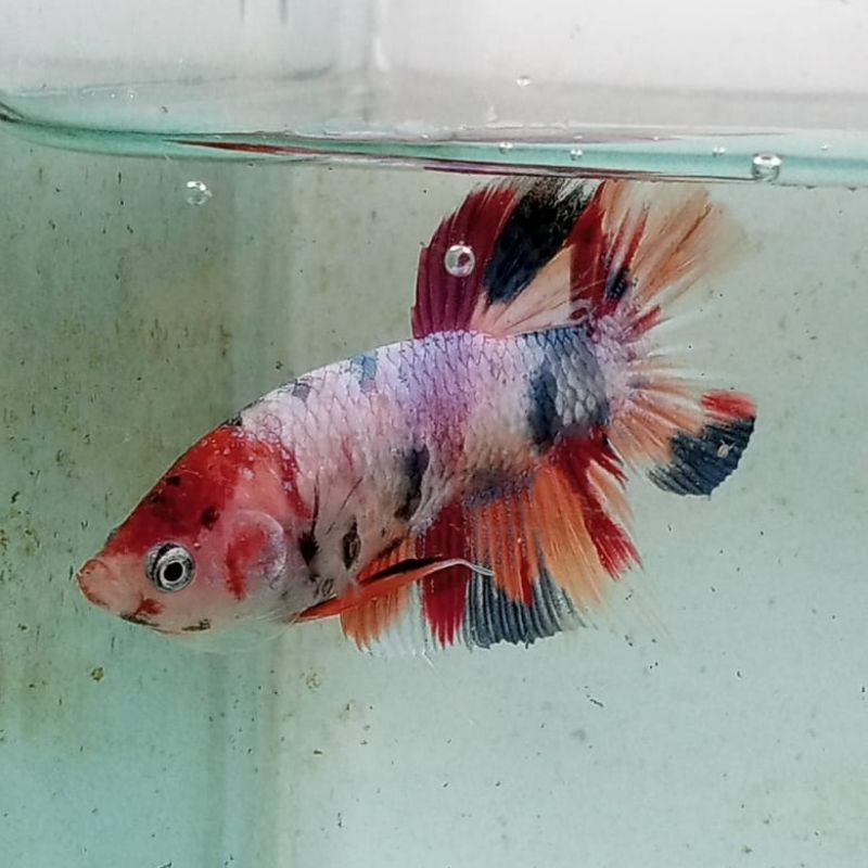 IkanCupangCandyMulticolor