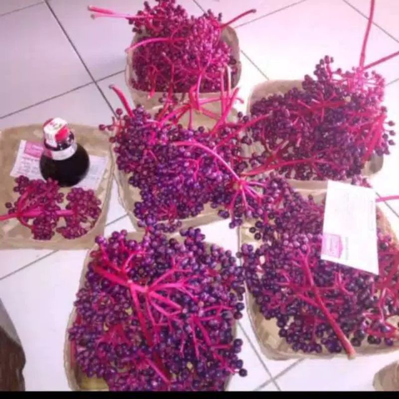 

BUAH SEGAR PARIJOTO MURIA 50-200gr || PROMIL HERBAL