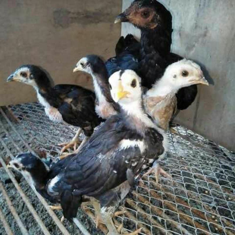 Anakan Ayam umur 1bulan