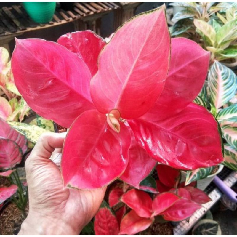 bibit bonggol aglonema red cherry