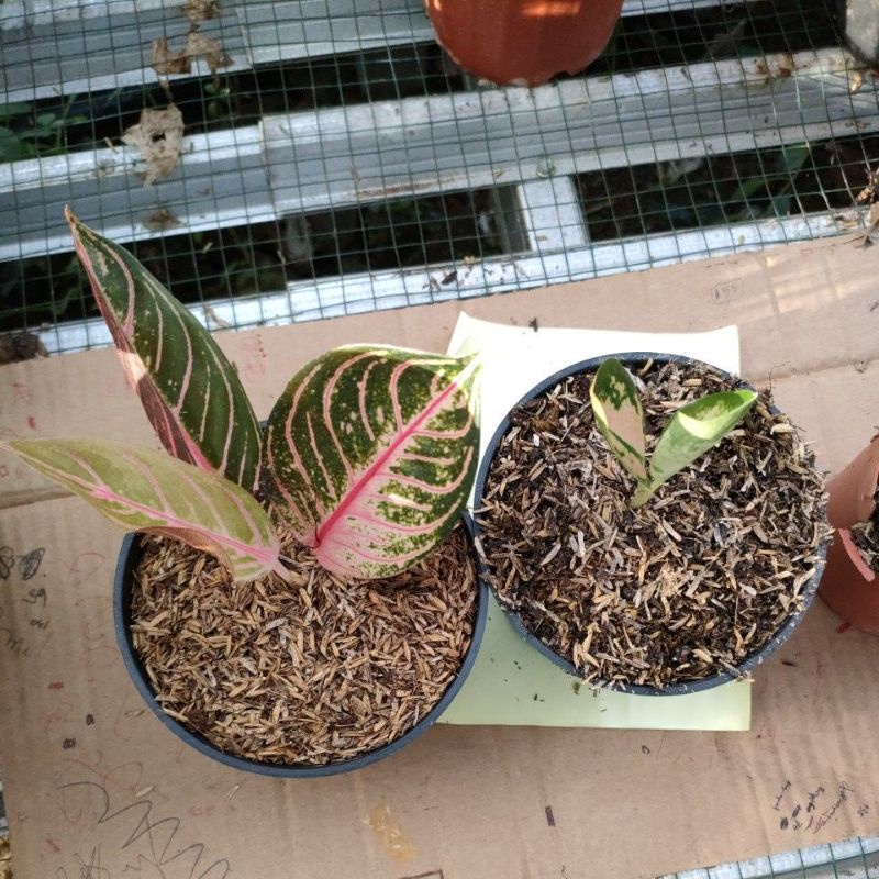 aglonema baby SB dan baby red Sumatra