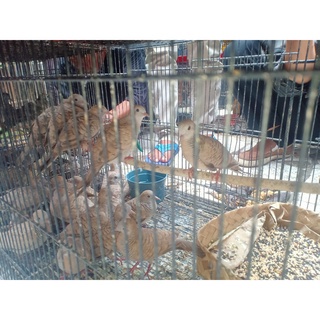 Burung Perkutut Silver