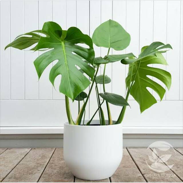 Tanaman Hias Monstera King Deliciosa