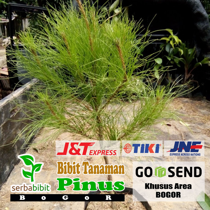 Bibit Pohon Pinus