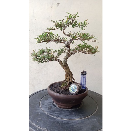 Bonsai Jadi Cendrawasih Small 03